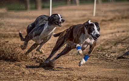dog-3764825_1280